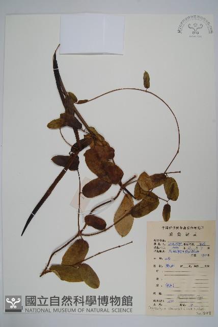 隱鱗藤藏品圖，第1張