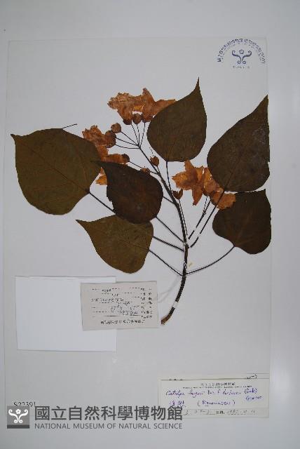 滇楸藏品圖，第1張