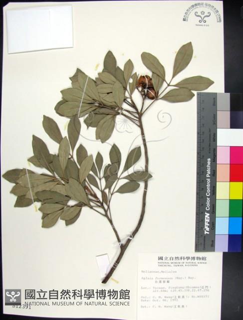 紅柴藏品圖，第1張