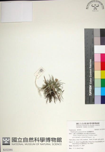 乾溝飄拂草藏品圖，第1張