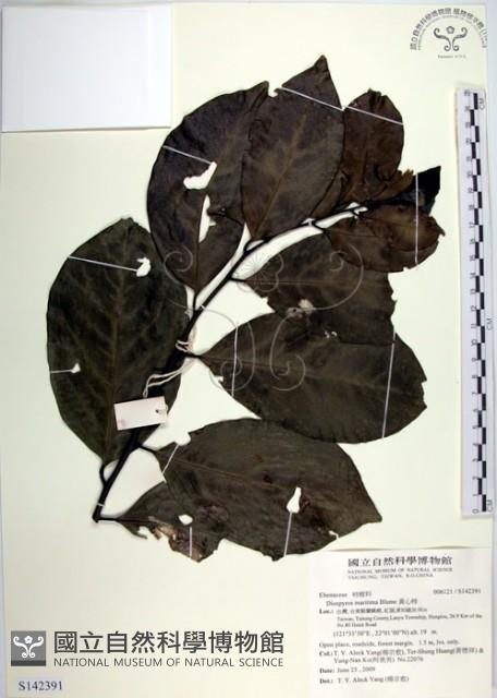 黃心柿藏品圖，第1張