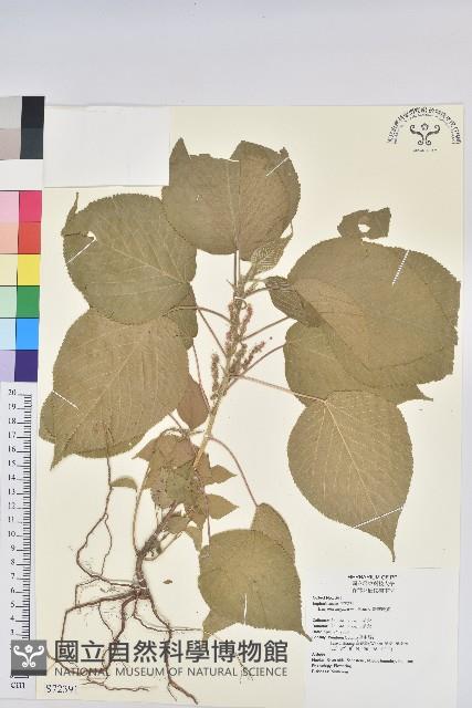 臺灣鐵莧藏品圖，第1張