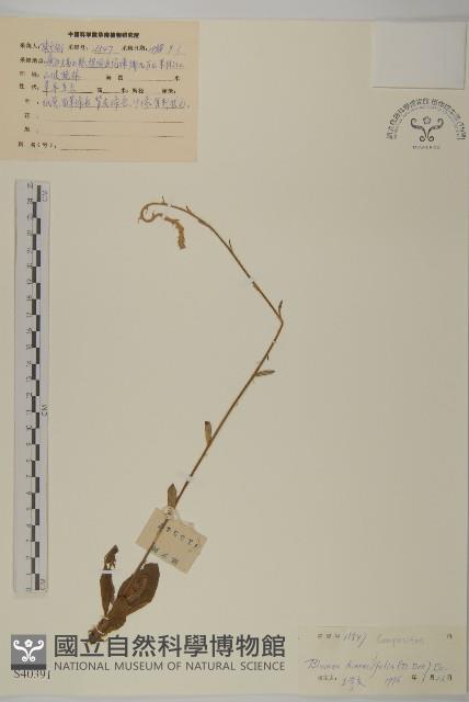 毛將軍藏品圖，第1張