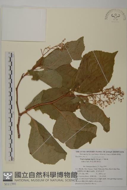 東北雷公藤藏品圖，第1張