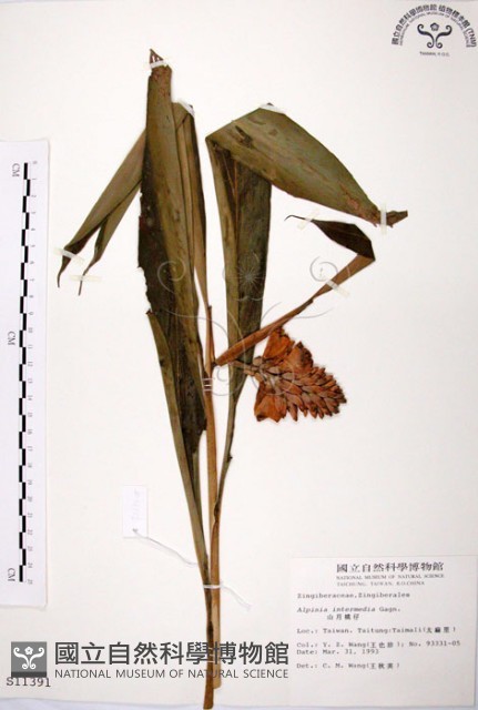山月桃藏品圖，第1張