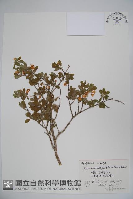 小葉忍冬藏品圖，第1張