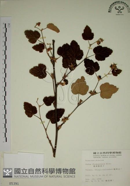 臺灣懸鉤子藏品圖，第1張