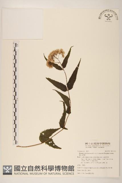 塔山澤蘭藏品圖，第1張