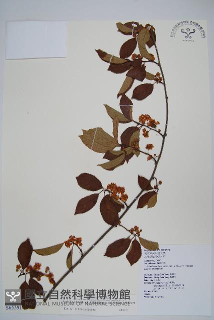 硬齒獼猴桃藏品圖，第1張