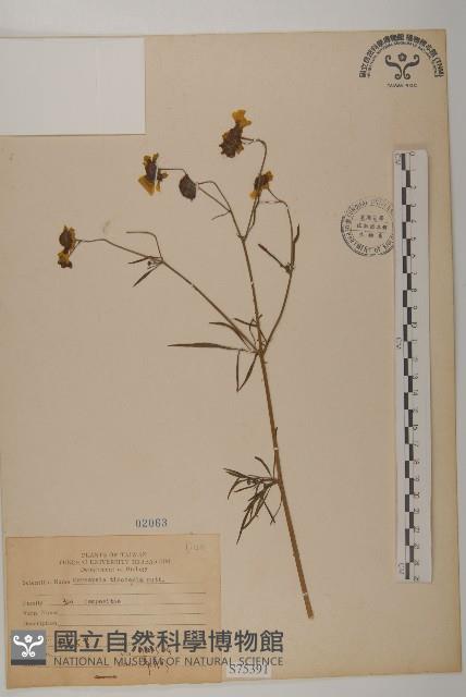 波斯菊、園庭金雞菊藏品圖，第1張