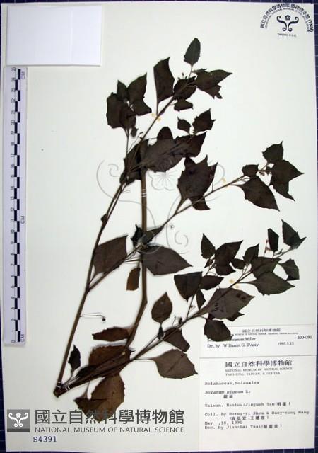 光果龍葵藏品圖，第1張