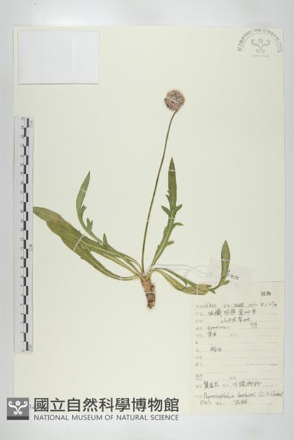 匙葉翼首花藏品圖，第1張