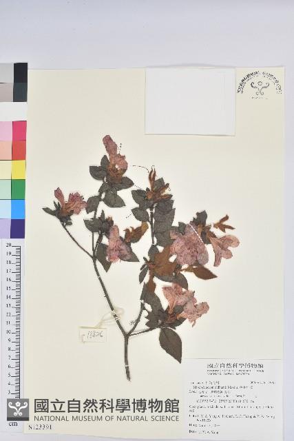 金毛杜鵑藏品圖，第1張