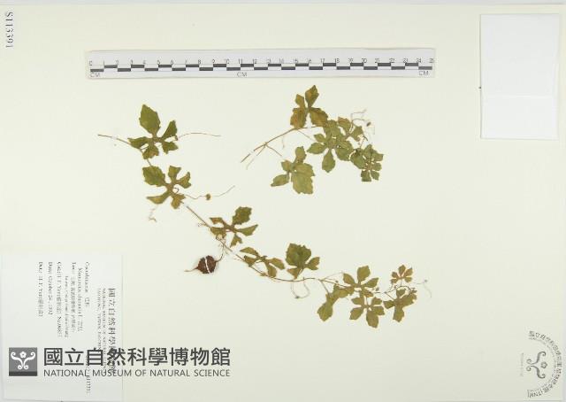 苦瓜藏品圖，第1張