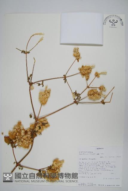 登錄號:S093391藏品圖，第1張