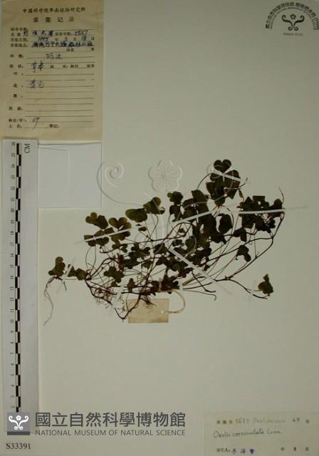 酢漿草藏品圖，第1張