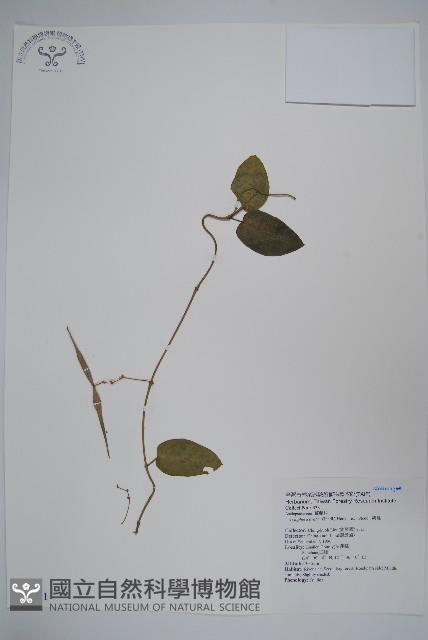 鷗蔓藏品圖，第1張