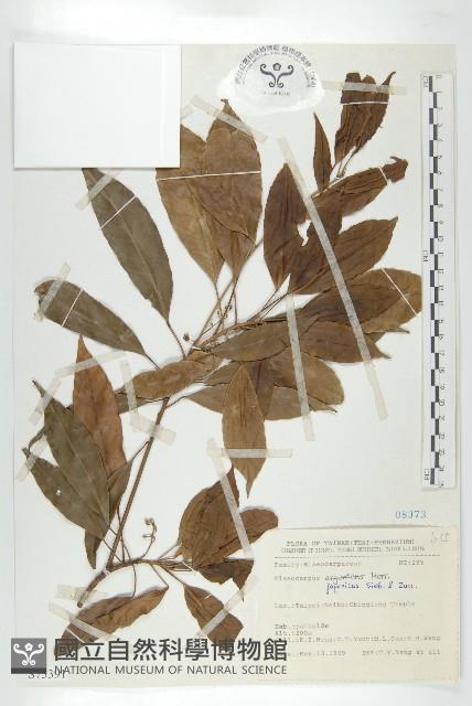 薯豆藏品圖，第1張