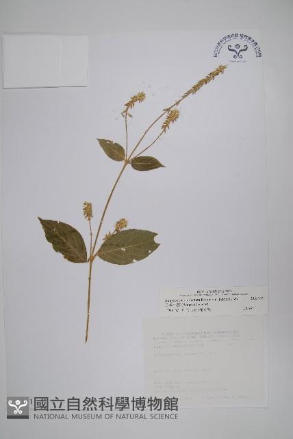 日本牛膝藏品圖，第1張