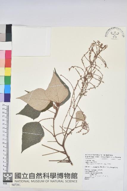 白匏子藏品圖，第1張