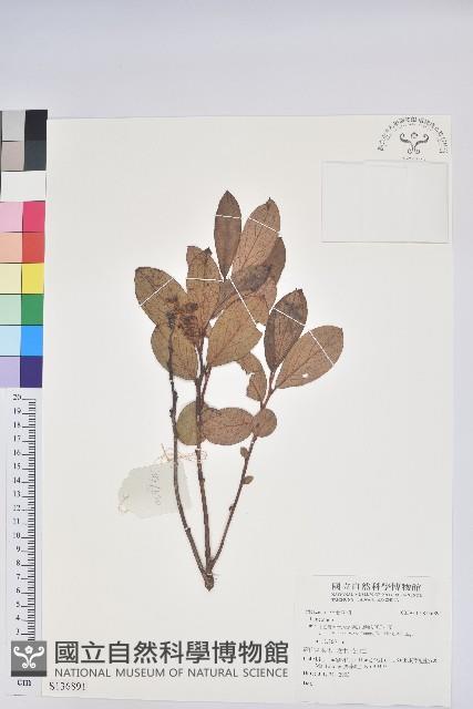 登錄號:S136891藏品圖，第1張