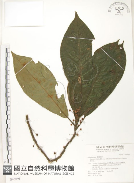 水冬瓜藏品圖，第1張