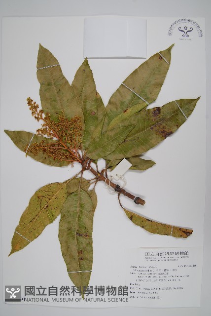 芒果、檬果、檨仔藏品圖，第1張