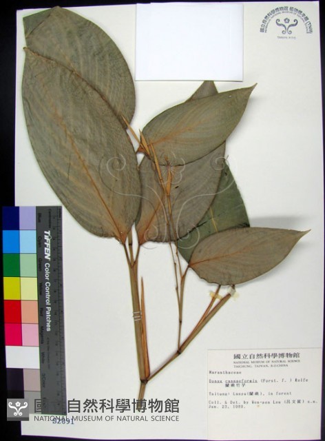蘭嶼竹芋藏品圖，第1張