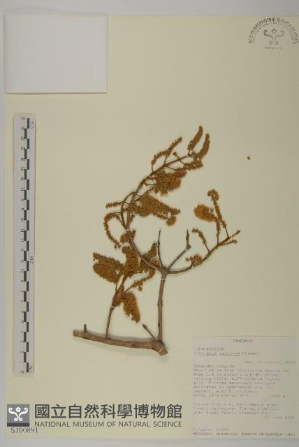 登錄號:S100891藏品圖，第1張