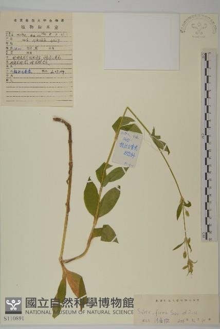 堅硬女婁菜藏品圖，第1張