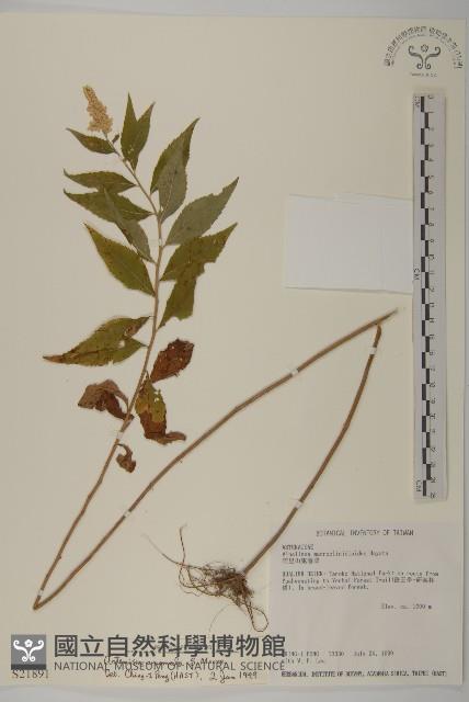 珍珠蒿、奇蒿藏品圖，第1張