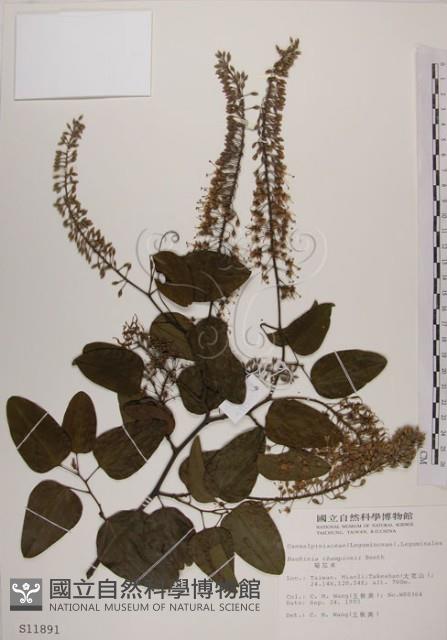 菊花木藏品圖，第1張