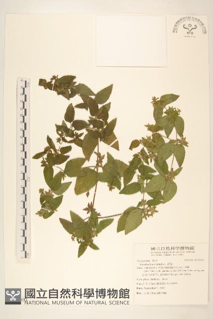 豨薟藏品圖，第1張