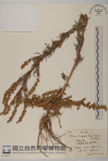 白葉蒿藏品圖，第1張