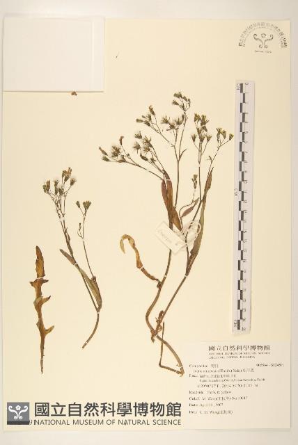 兔仔菜藏品圖，第1張