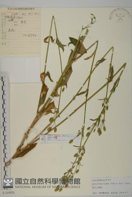 堅硬女婁菜藏品圖，第1張