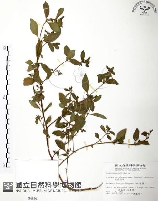 克非亞草藏品圖，第1張