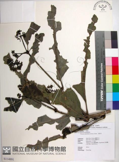 皮孫木藏品圖，第1張