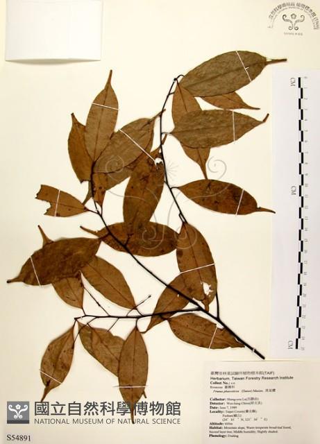 墨點櫻桃、黑星櫻藏品圖，第1張