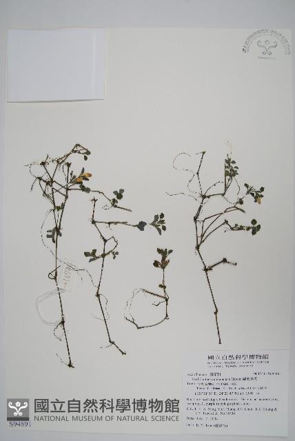 蘭嵌馬藍藏品圖，第1張