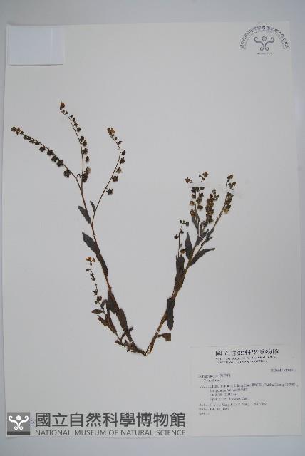 登錄號:S034891藏品圖，第1張