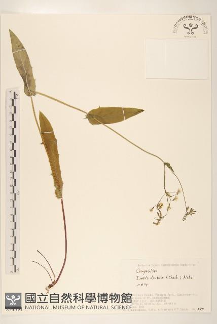 齒緣苦實藏品圖，第1張