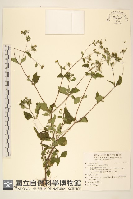 豨薟藏品圖，第1張
