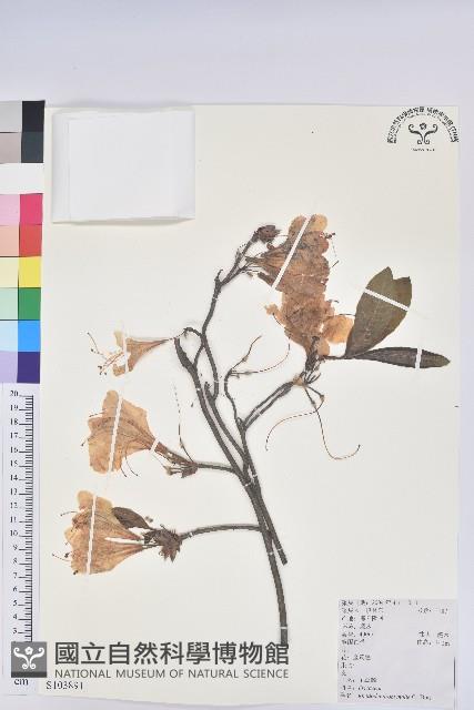 羊躑躅藏品圖，第1張