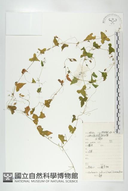 馬交兒藏品圖，第1張