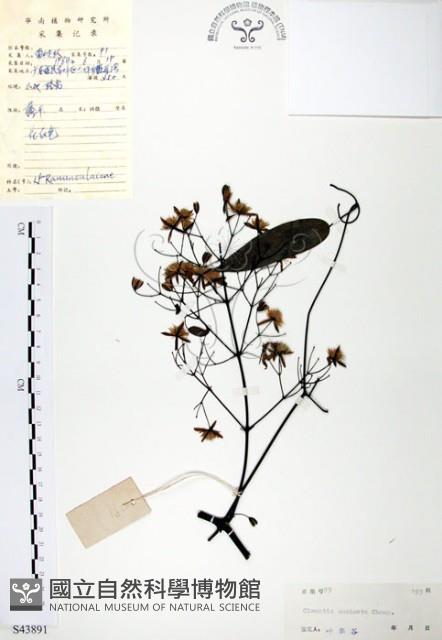 柱果鐵線蓮藏品圖，第1張