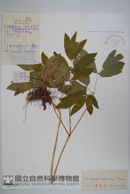 紅毛七藏品圖，第1張