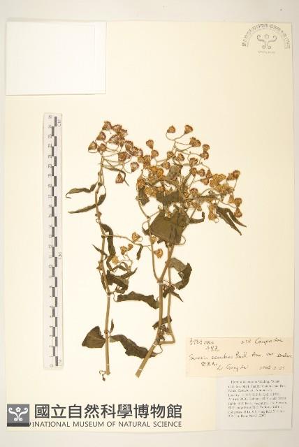 蔓黃菀藏品圖，第1張