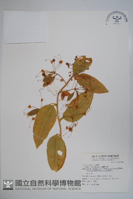 蘭嶼山柑藏品圖，第1張