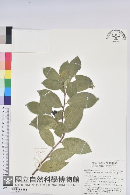 枯里珍藏品圖，第1張